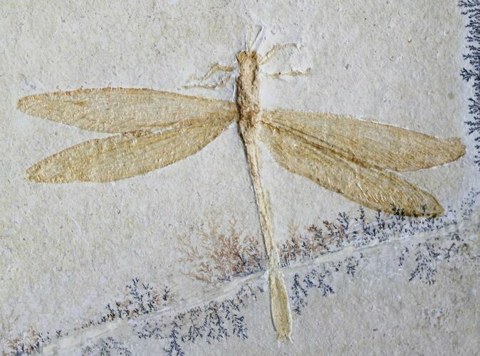 Fossil Dragonfly (Protolindea) - Solnhofen Limestone #31385